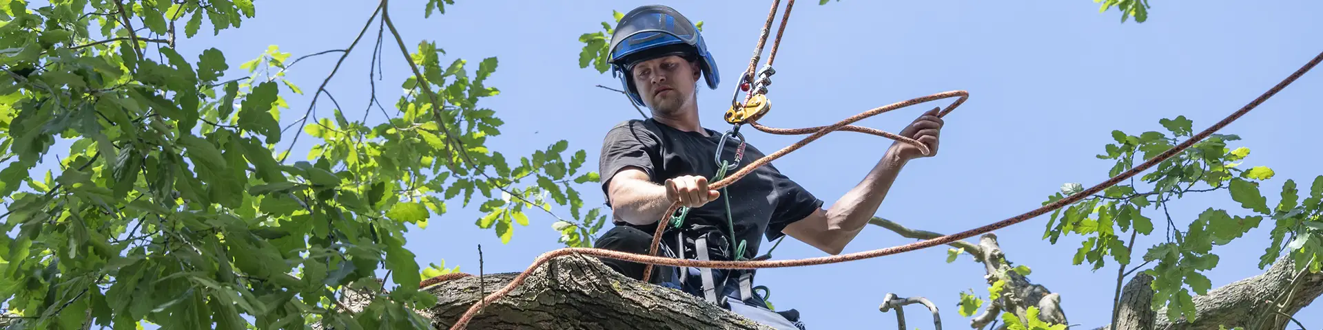Person working in a tree