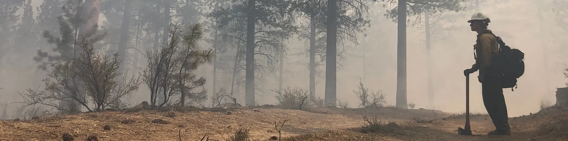 Person with an axe in a forest