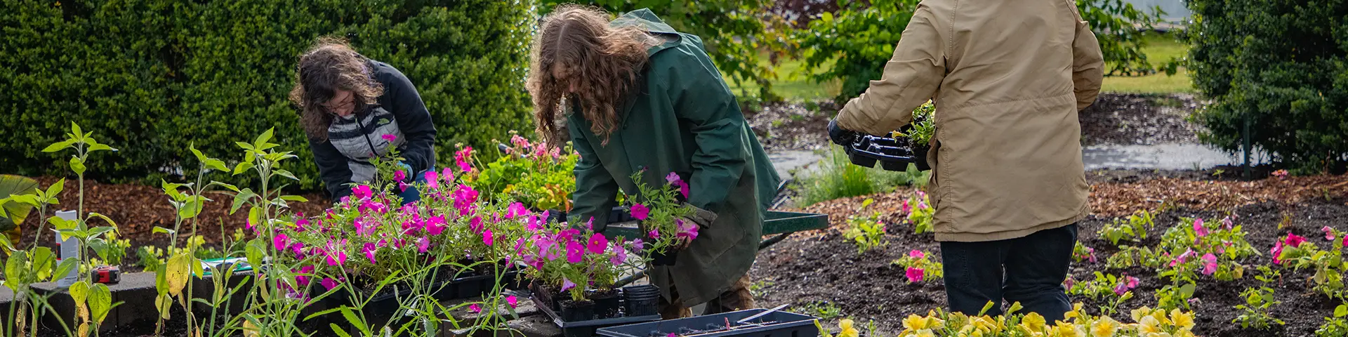 Students taking pink flowering plants from start containers and planting them in the ground at the Oregon City campus.