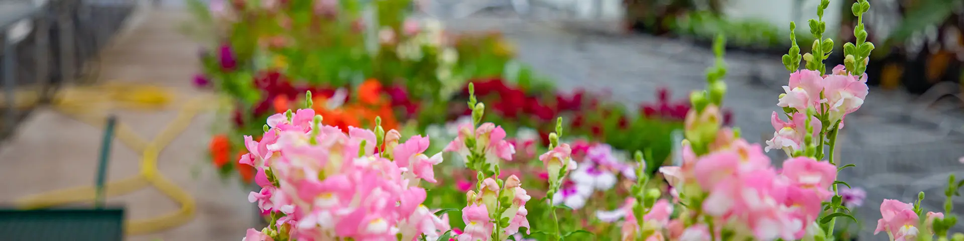 Inside a horticulture greenhouse on the Oregon City campus with pink flowers in the foreground and red and orange flowers in the background.