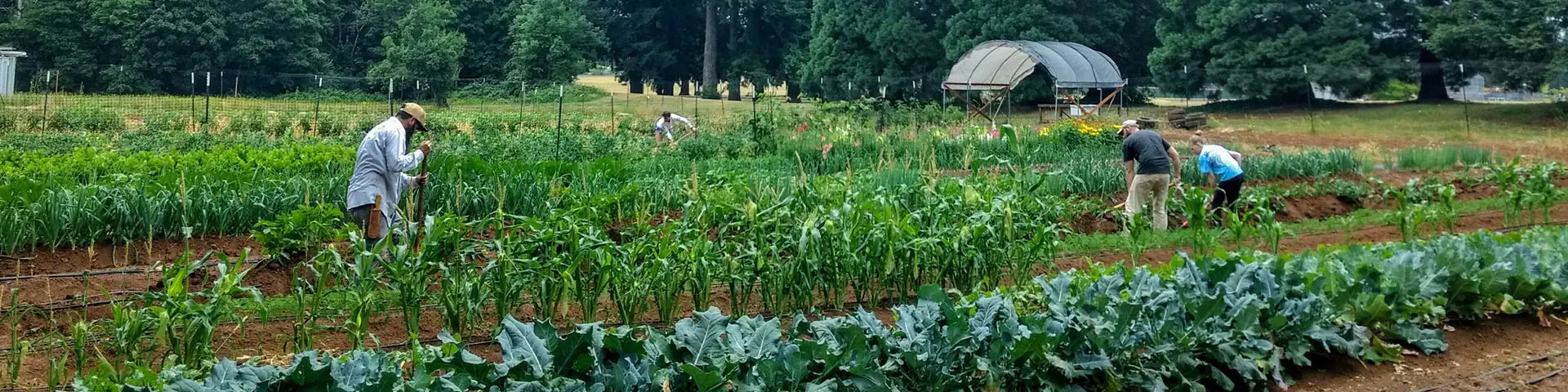 Students use gardening tools amid rows of vegetables in CCC's organic farm