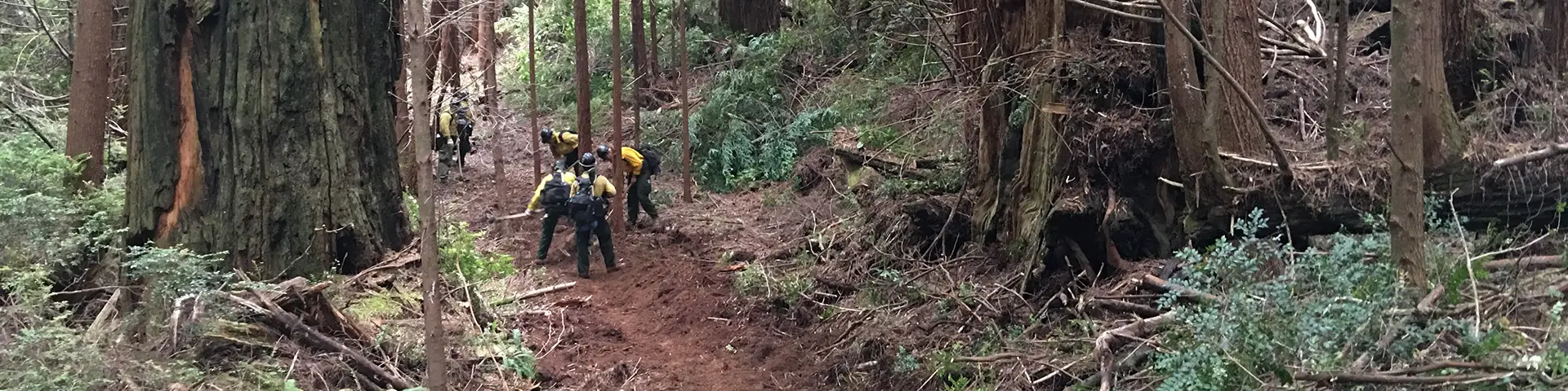 A group of firefighters clearing out a fireline across an old growth forest.