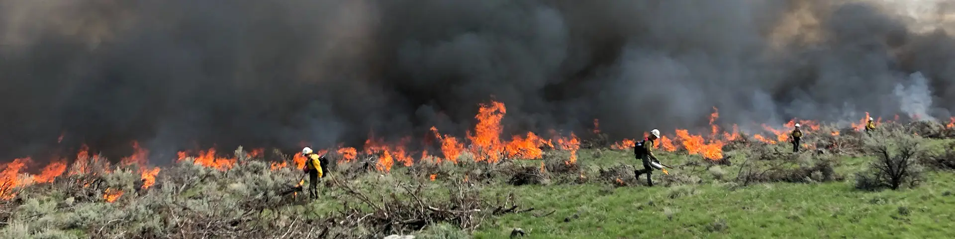 Several wildland fire fighters managing a brush fire during the day.