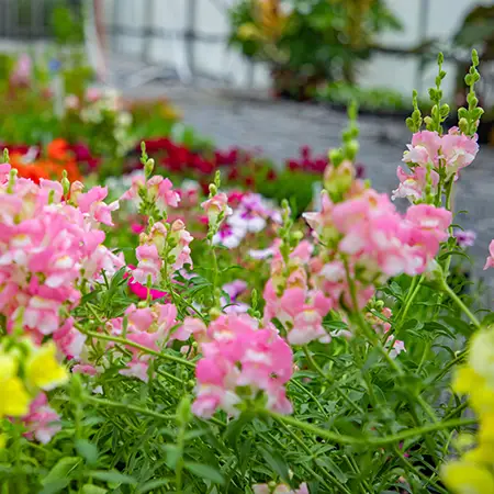 Inside a horticulture greenhouse on the Oregon City campus with pink flowers in the foreground and red and orange flowers in the background.