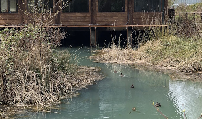 ELC-ducks Ducks in the pond outside the ELC