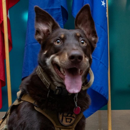 Service dog in front of flags